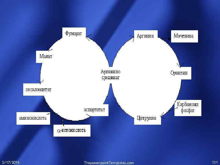 2/17/2018 Thepowerpoint. Templates. com 131 