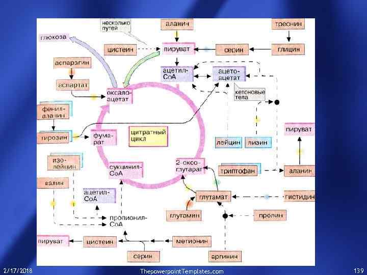 2/17/2018 Thepowerpoint. Templates. com 139 