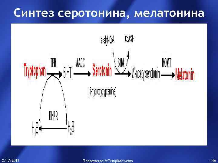 Синтез серотонина, мелатонина 2/17/2018 Thepowerpoint. Templates. com 146 