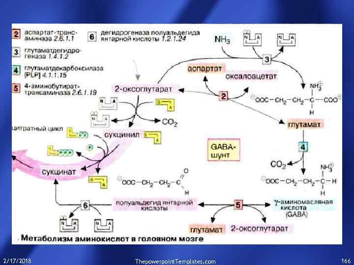 2/17/2018 Thepowerpoint. Templates. com 166 