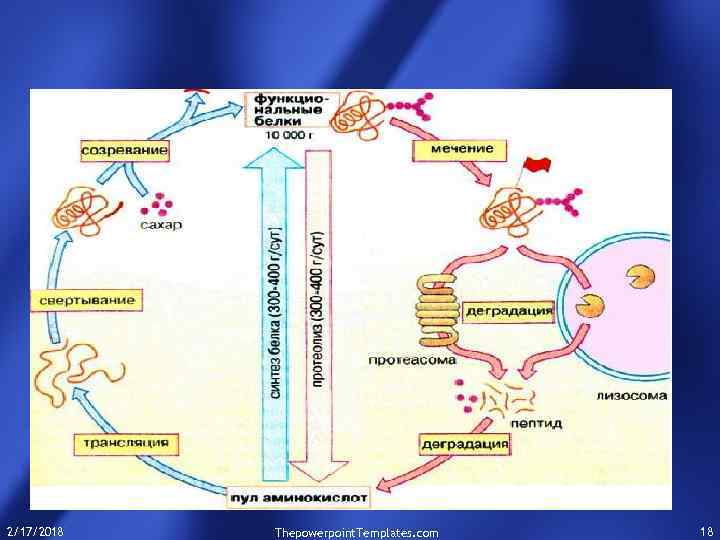 2/17/2018 Thepowerpoint. Templates. com 18 