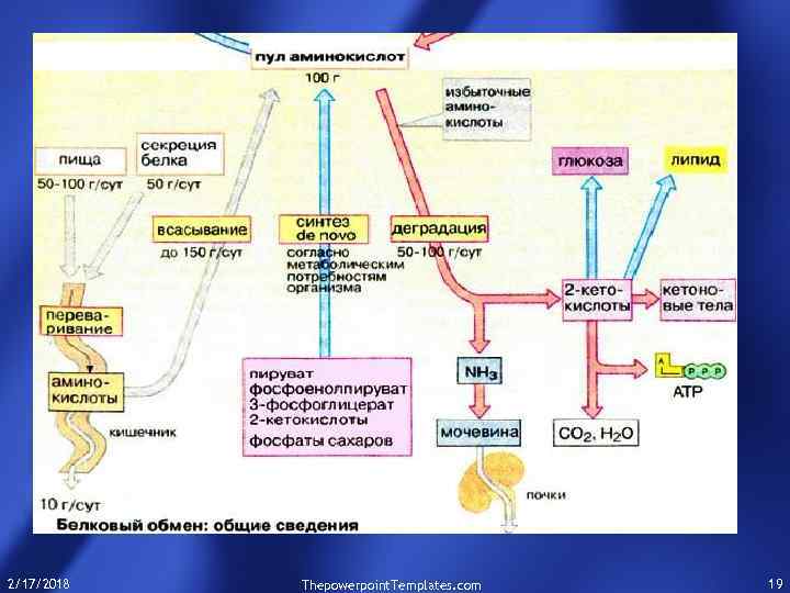 2/17/2018 Thepowerpoint. Templates. com 19 