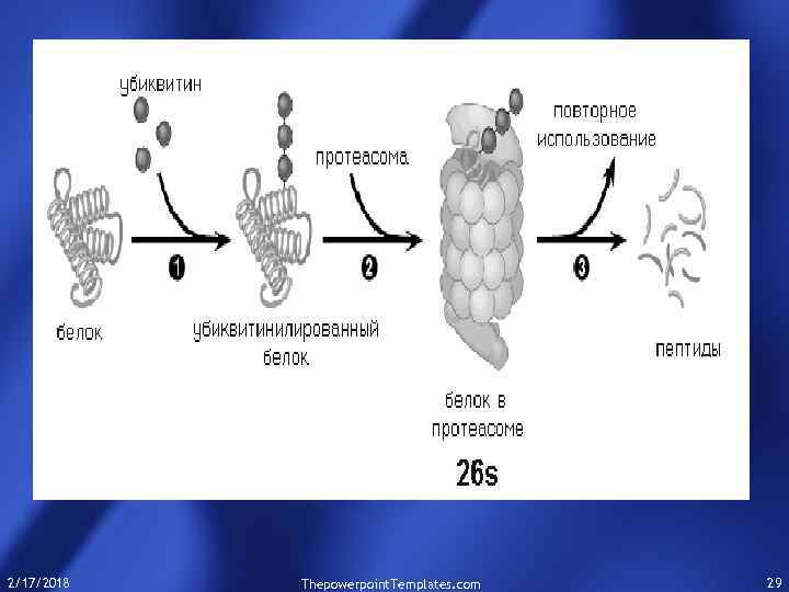 2/17/2018 Thepowerpoint. Templates. com 29 