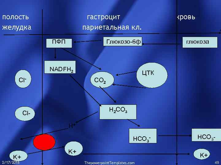 полость желудка гастроцит париетальная кл. ПФП кровь Глюкозо-6 ф NADFH 2 Cl- глюкоза ЦТК