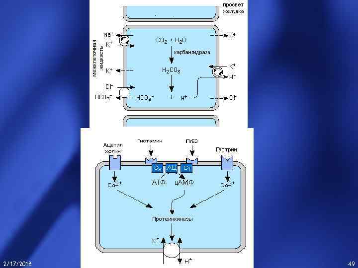 2/17/2018 Thepowerpoint. Templates. com 49 