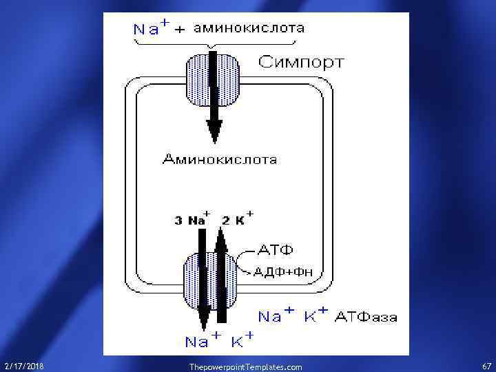 2/17/2018 Thepowerpoint. Templates. com 67 