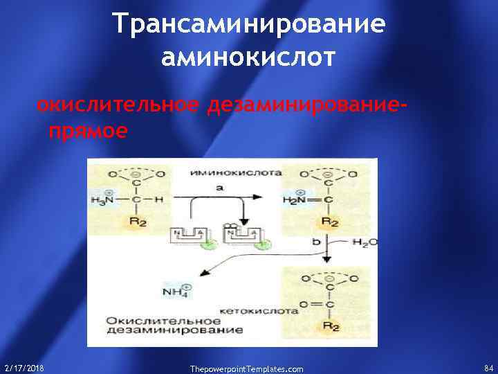 Трансаминирование аминокислот окислительное дезаминированиепрямое 2/17/2018 Thepowerpoint. Templates. com 84 