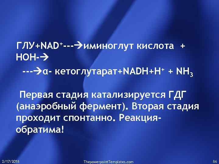 ГЛУ+NAD+--- иминоглут кислота + НОН- --- α- кетоглутарат+NADH+H+ + NH 3 Первая стадия катализируется