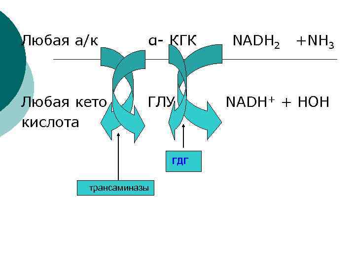 Любая а/к α- КГК NADH 2 +NН 3 Любая кето ГЛУ NADH+ + HOH