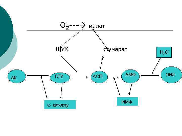  О 2 --- малат ЩУК фумарат АК ГЛУ α- кетоглу АСП АМФ ИМФ