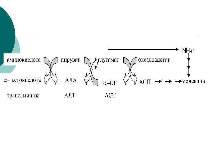 Обмен аминокислот. Тканевой обмен аминокислот. Обмен аминокислот лекция. Пируват Альфа кетокислота. Заменитель аминокислоты.