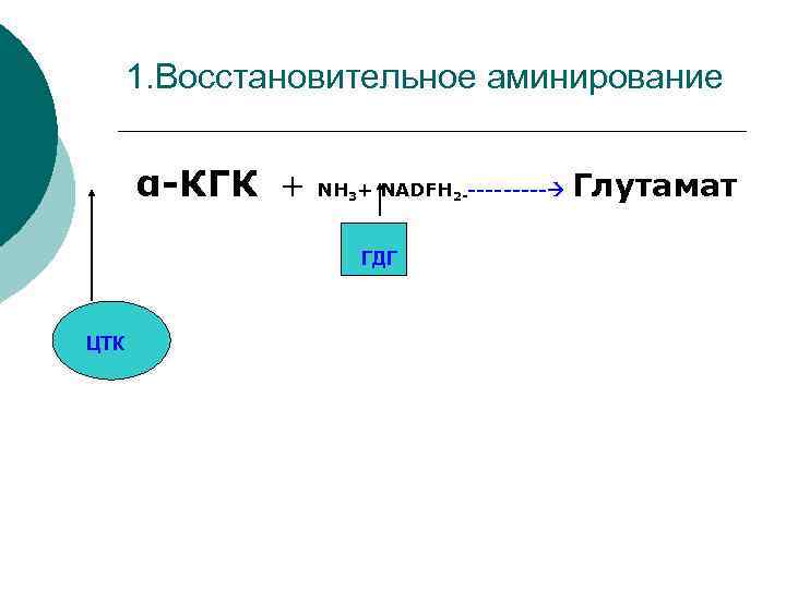1. Восстановительное аминирование α-КГК + NH + NADFH 3 ГДГ ЦТК 2 ----- Глутамат