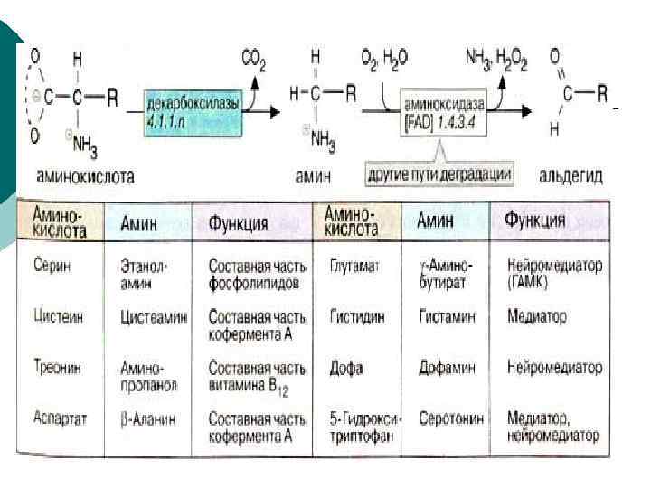 Продукты обмена аминокислот. Общие реакции промежуточного обмена аминокислот. Промежуточный обмен аминокислот биохимия. Тканевой обмен аминокислот. Общие пути обмена аминокислот биохимия.