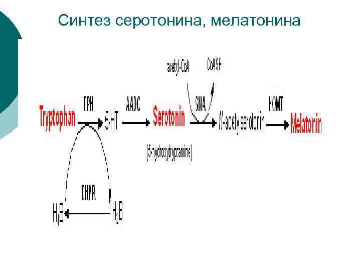 Синтез серотонина, мелатонина 