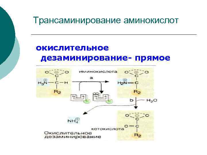 Трансаминирование аминокислот окислительное дезаминирование- прямое 