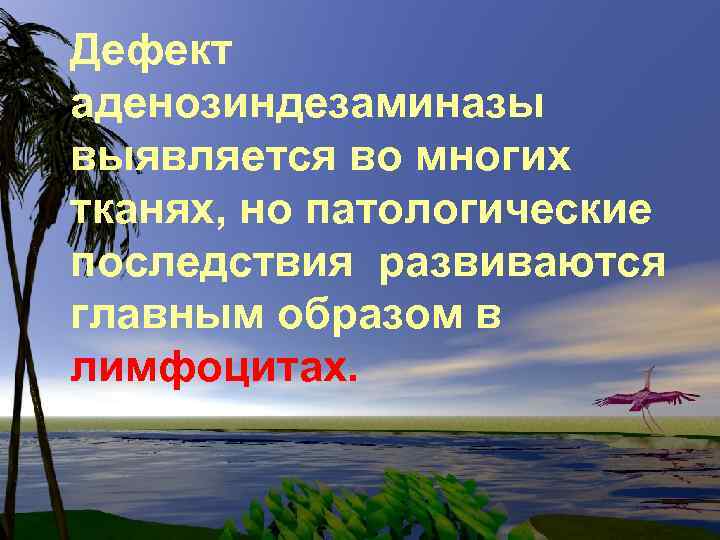 Дефект аденозиндезаминазы выявляется во многих тканях, но патологические последствия развиваются главным образом в лимфоцитах.