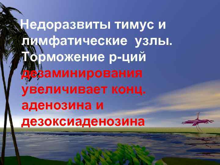 Недоразвиты тимус и лимфатические узлы. Торможение р-ций дезаминирования увеличивает конц. аденозина и дезоксиаденозина 