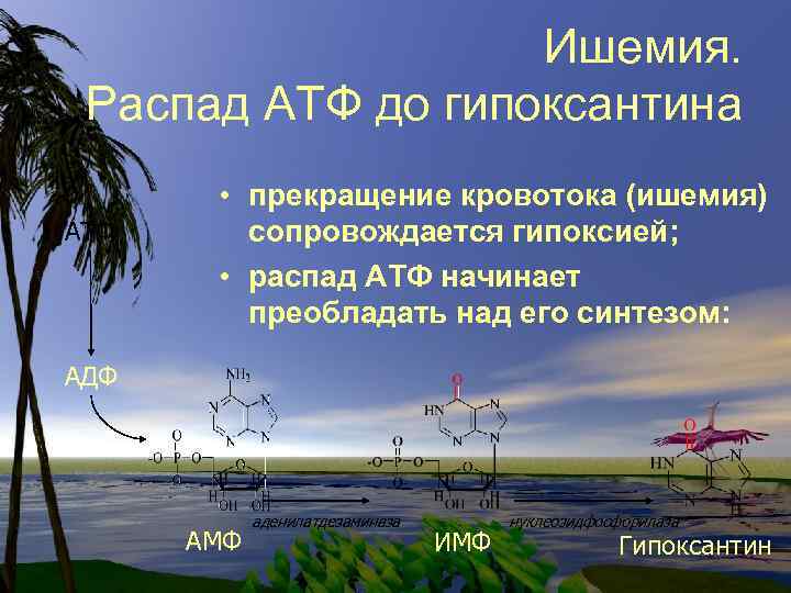 Ишемия. Распад АТФ до гипоксантина АТФ • прекращение кровотока (ишемия) сопровождается гипоксией; • распад