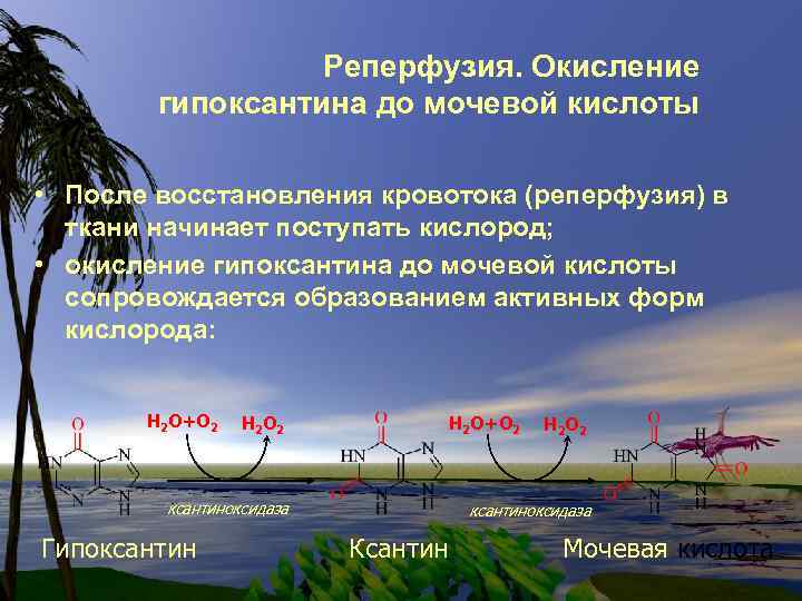 Реперфузия. Окисление гипоксантина до мочевой кислоты • После восстановления кровотока (реперфузия) в ткани начинает