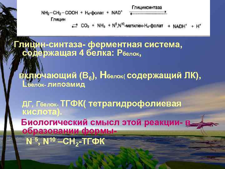 Глицин-синтаза- ферментная система, содержащая 4 белка: Рбелок, включающий (В 6), Нбелок( содержащий ЛК), Lбелок-