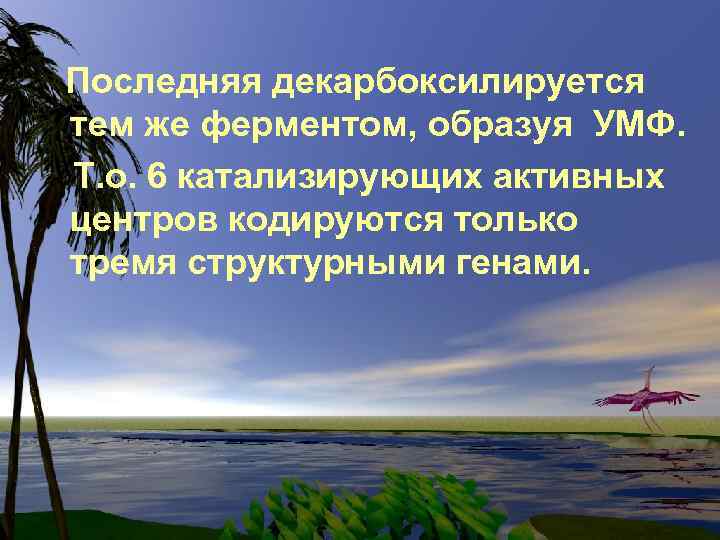 Последняя декарбоксилируется тем же ферментом, образуя УМФ. Т. о. 6 катализирующих активных центров кодируются