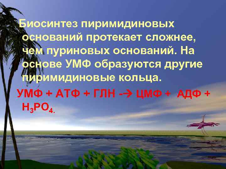 Биосинтез пиримидиновых оснований протекает сложнее, чем пуриновых оснований. На основе УМФ образуются другие пиримидиновые