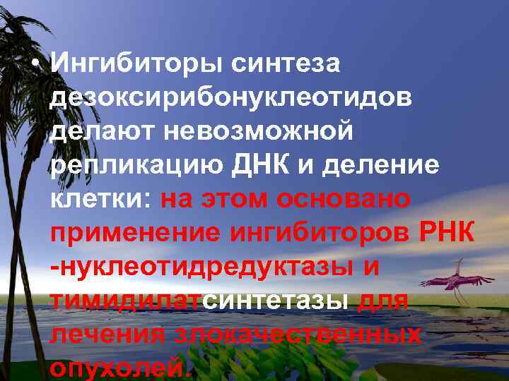  • Ингибиторы синтеза дезоксирибонуклеотидов делают невозможной репликацию ДНК и деление клетки: на этом