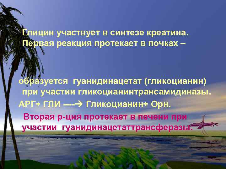 Глицин участвует в синтезе креатина. Первая реакция протекает в почках – образуется гуанидинацетат (гликоцианин)