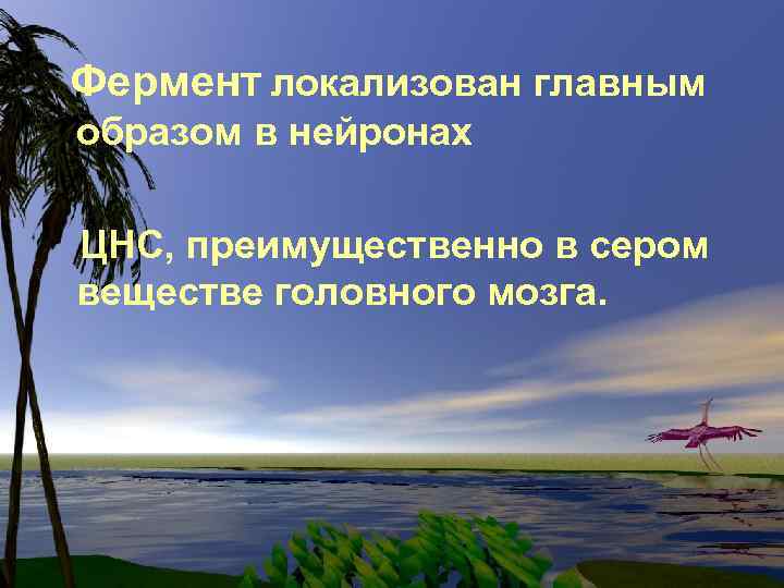 Фермент локализован главным образом в нейронах ЦНС, преимущественно в сером веществе головного мозга. 