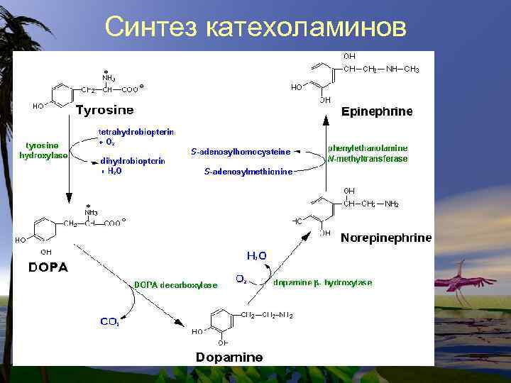 Синтез катехоламинов 