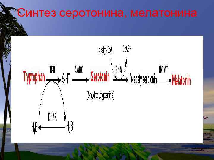 Синтез серотонина, мелатонина 