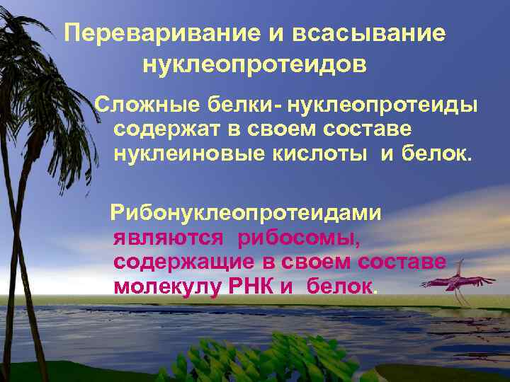 Переваривание и всасывание нуклеопротеидов Сложные белки- нуклеопротеиды содержат в своем составе нуклеиновые кислоты и