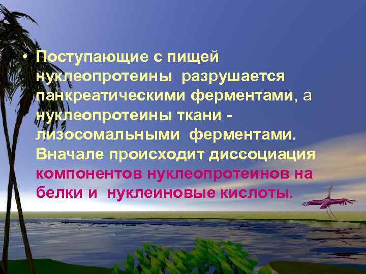  • Поступающие с пищей нуклеопротеины разрушается панкреатическими ферментами, а нуклеопротеины ткани лизосомальными ферментами.