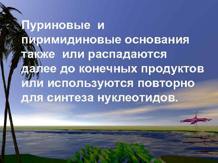 Пуриновые и пиримидиновые основания также или распадаются далее до конечных продуктов или используются повторно