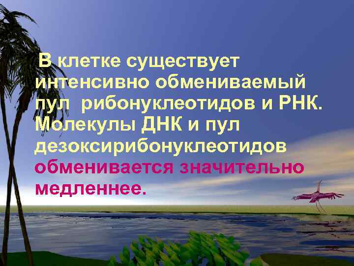 В клетке существует интенсивно обмениваемый пул рибонуклеотидов и РНК. Молекулы ДНК и пул дезоксирибонуклеотидов