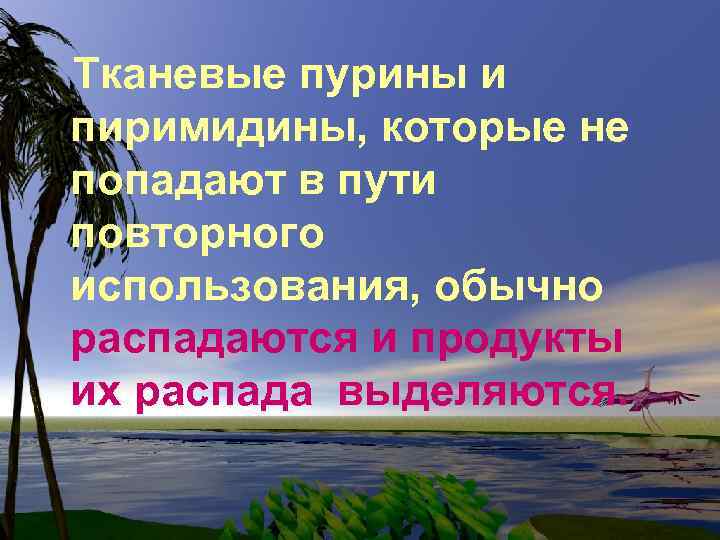 Тканевые пурины и пиримидины, которые не попадают в пути повторного использования, обычно распадаются и