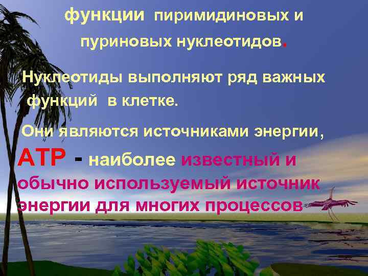 функции пиримидиновых и пуриновых нуклеотидов. Нуклеотиды выполняют ряд важных функций в клетке. Они являются