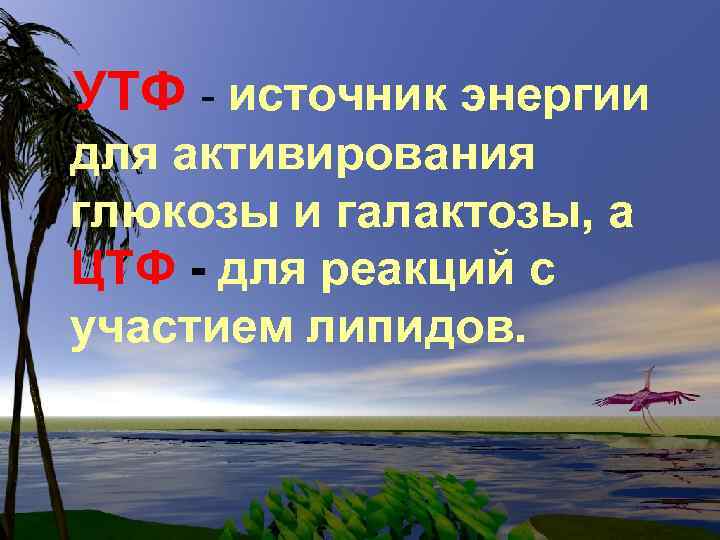 УТФ - источник энергии для активирования глюкозы и галактозы, а ЦТФ - для реакций