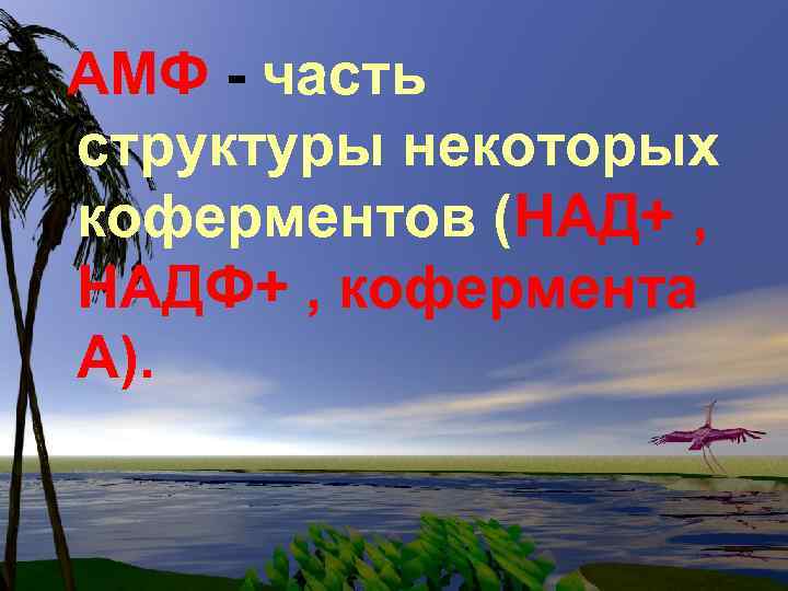 AMФ - часть структуры некоторых коферментов (НАД+ , НАДФ+ , кофермента A). 