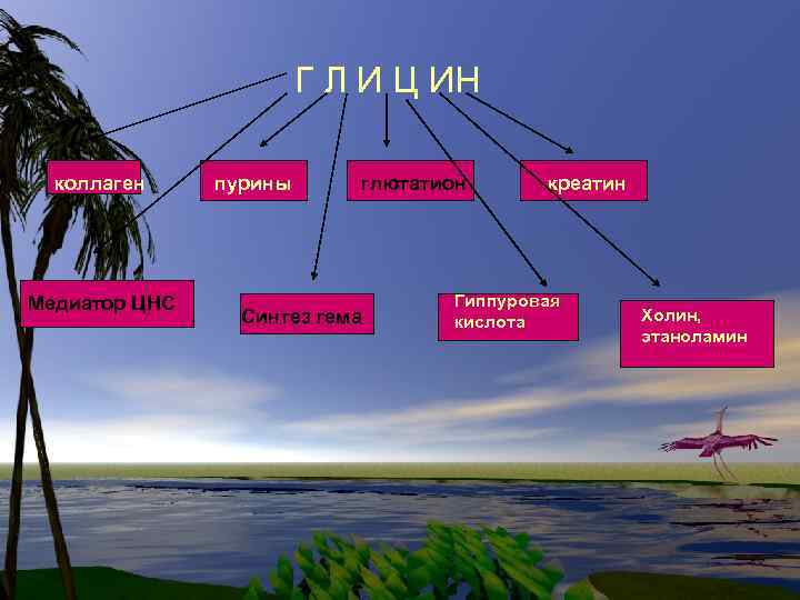 Г Л И Ц ИН коллаген Медиатор ЦНС пурины глютатион Синтез гема креатин Гиппуровая