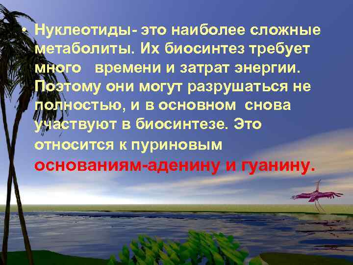  • Нуклеотиды- это наиболее сложные метаболиты. Их биосинтез требует много времени и затрат