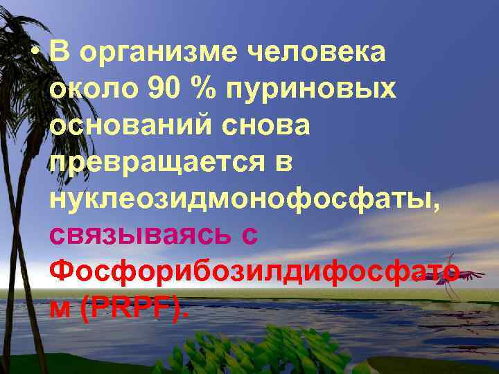  • В организме человека около 90 % пуриновых оснований снова превращается в нуклеозидмонофосфаты,