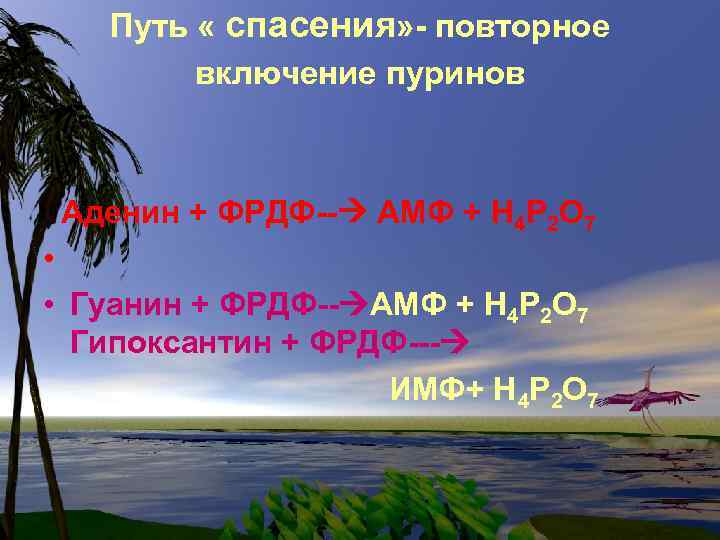 Путь « спасения» - повторное включение пуринов Аденин + ФРДФ-- АМФ + Н 4