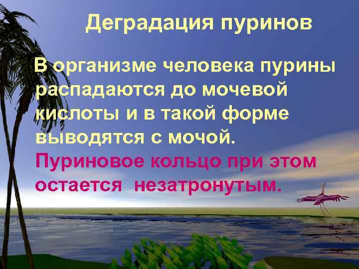 Деградация пуринов В организме человека пурины распадаются до мочевой кислоты и в такой форме