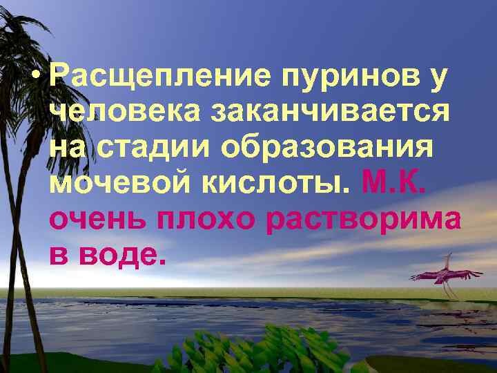  • Расщепление пуринов у человека заканчивается на стадии образования мочевой кислоты. М. К.