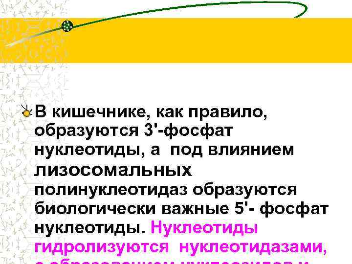 В кишечнике, как правило, образуются 3'-фосфат нуклеотиды, а под влиянием лизосомальных полинуклеотидаз образуются биологически