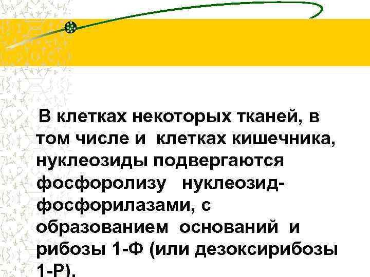 В клетках некоторых тканей, в том числе и клетках кишечника, нуклеозиды подвергаются фосфоролизу нуклеозидфосфорилазами,