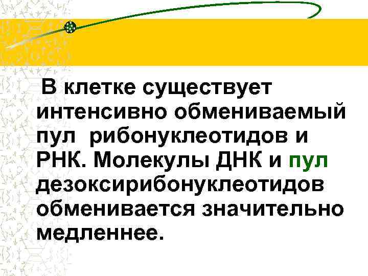 В клетке существует интенсивно обмениваемый пул рибонуклеотидов и РНК. Молекулы ДНК и пул дезоксирибонуклеотидов