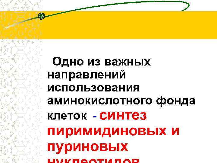 Одно из важных направлений использования аминокислотного фонда клеток - синтез пиримидиновых и пуриновых 