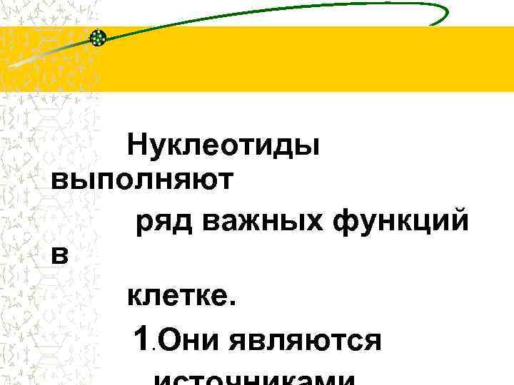 Нуклеотиды выполняют ряд важных функций в клетке. 1. Они являются 